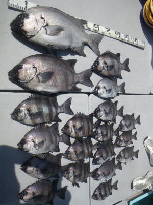 磯部釣船 直栄丸 釣果