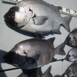 磯部釣船 直栄丸 釣果