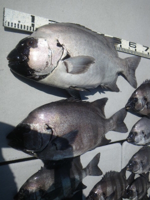 磯部釣船 直栄丸 釣果