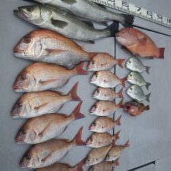 磯部釣船 直栄丸 釣果