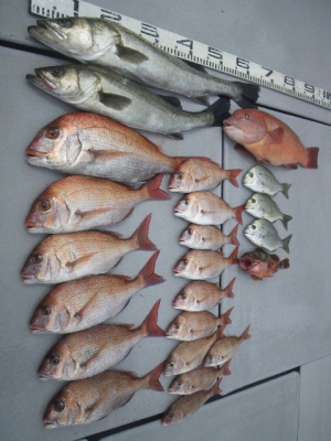 磯部釣船 直栄丸 釣果