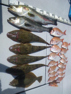 磯部釣船 直栄丸 釣果