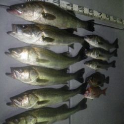 磯部釣船 直栄丸 釣果