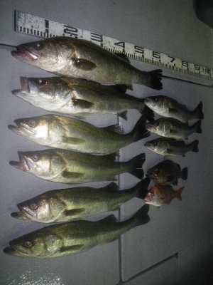 磯部釣船 直栄丸 釣果