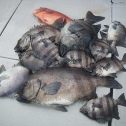 磯部釣船 直栄丸 釣果