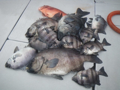 磯部釣船 直栄丸 釣果