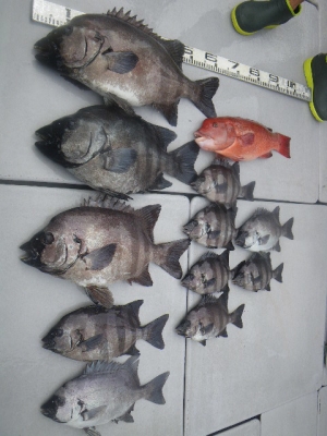 磯部釣船 直栄丸 釣果