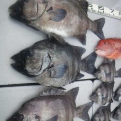 磯部釣船 直栄丸 釣果