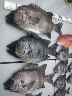 磯部釣船 直栄丸 釣果