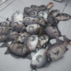 磯部釣船 直栄丸 釣果