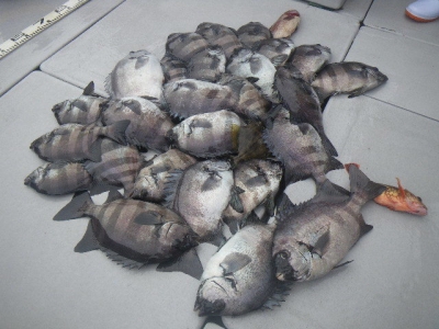 磯部釣船 直栄丸 釣果