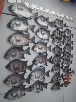 磯部釣船 直栄丸 釣果