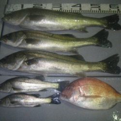 磯部釣船 直栄丸 釣果