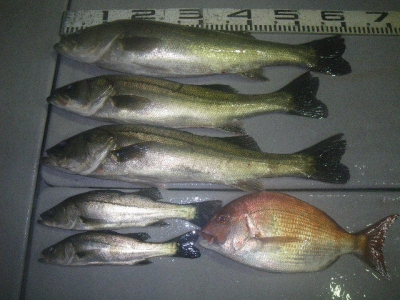 磯部釣船 直栄丸 釣果