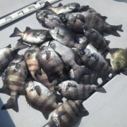 磯部釣船 直栄丸 釣果