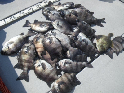 磯部釣船 直栄丸 釣果