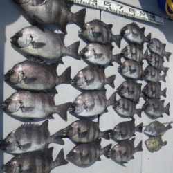 磯部釣船 直栄丸 釣果