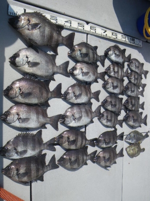 磯部釣船 直栄丸 釣果