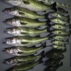 磯部釣船 直栄丸 釣果