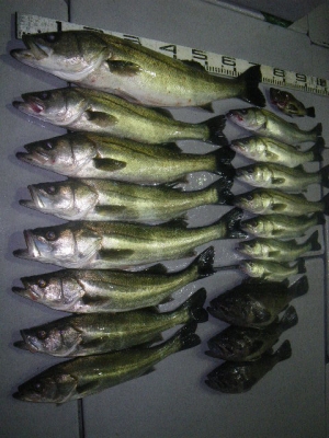 磯部釣船 直栄丸 釣果