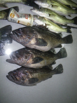 磯部釣船 直栄丸 釣果