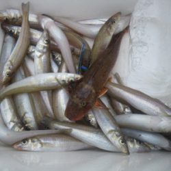 磯部釣船 直栄丸 釣果