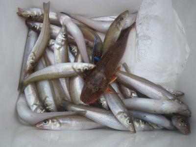 磯部釣船 直栄丸 釣果