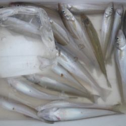 磯部釣船 直栄丸 釣果