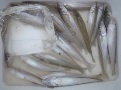 磯部釣船 直栄丸 釣果