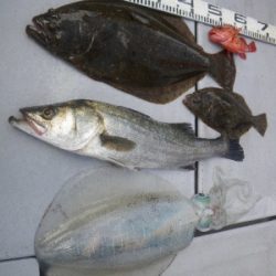 磯部釣船 直栄丸 釣果