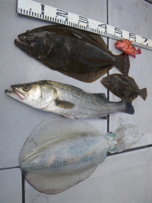 磯部釣船 直栄丸 釣果