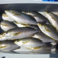 磯部釣船 直栄丸 釣果