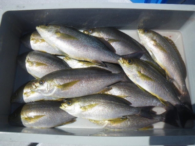 磯部釣船 直栄丸 釣果