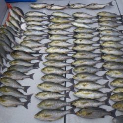 磯部釣船 直栄丸 釣果