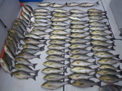 磯部釣船 直栄丸 釣果