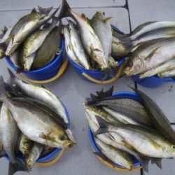 磯部釣船 直栄丸 釣果