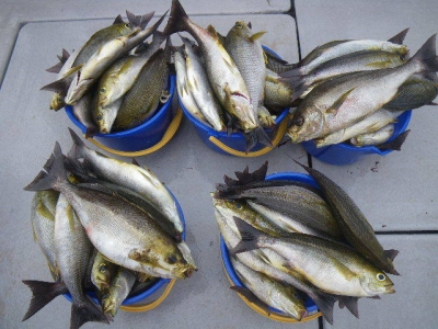 磯部釣船 直栄丸 釣果