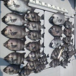 磯部釣船 直栄丸 釣果