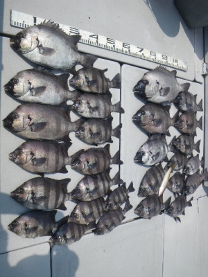 磯部釣船 直栄丸 釣果