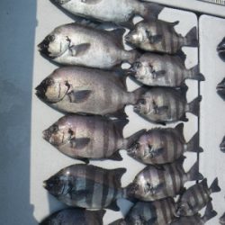 磯部釣船 直栄丸 釣果