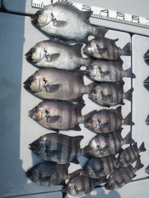 磯部釣船 直栄丸 釣果