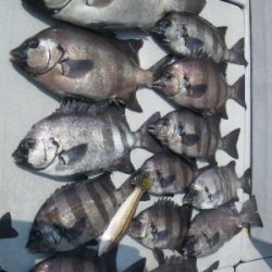 磯部釣船 直栄丸 釣果