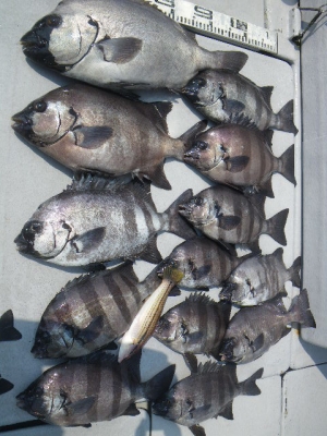 磯部釣船 直栄丸 釣果