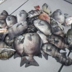 磯部釣船 直栄丸 釣果