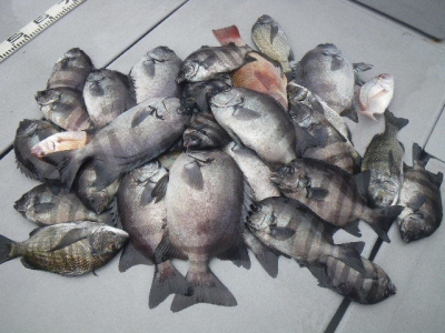 磯部釣船 直栄丸 釣果