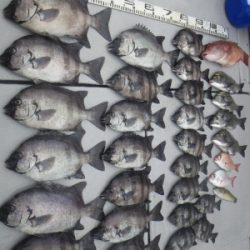 磯部釣船 直栄丸 釣果