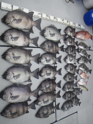 磯部釣船 直栄丸 釣果