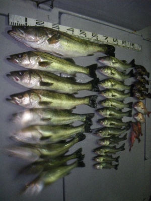 磯部釣船 直栄丸 釣果