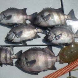 磯部釣船 直栄丸 釣果