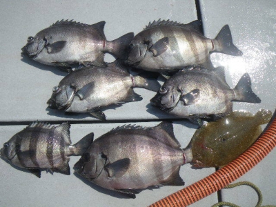 磯部釣船 直栄丸 釣果